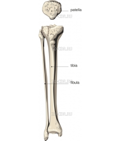 TIBIA