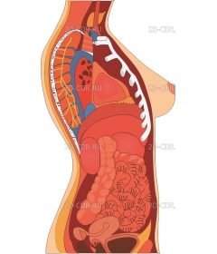 TORSOFEM