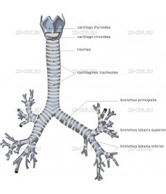 TRACHEA