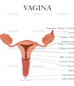 VAGINA