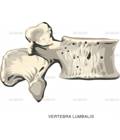 VERTEBR2