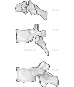 VERTEBRA