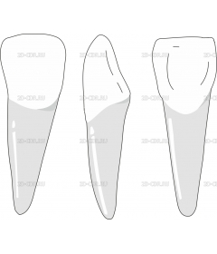 INCISOR