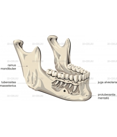 MANDIB2