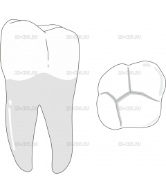 MOLAR