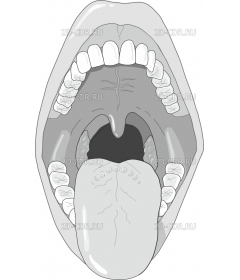 ORALCAV2