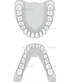 TEETHVIV