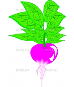 RADISH