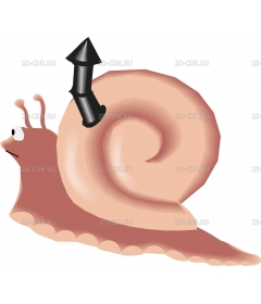 SNAIL