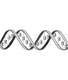 DNA_GENE