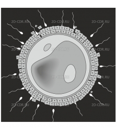 SPERMEGG