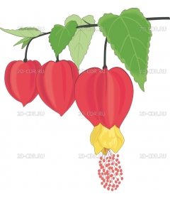 ABUTILON