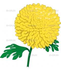 CHRYSANT