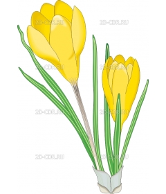 CROCUS