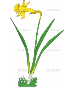 DAFFODIL