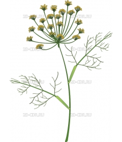 DILL