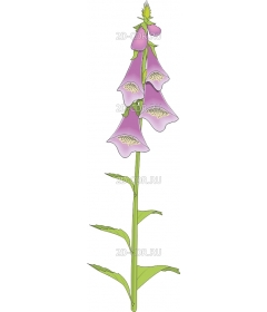 FOXGLOVE