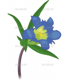 GENTIAN