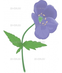 GERANIUM