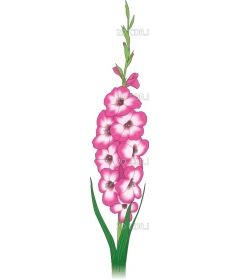 GLADIOLA