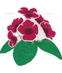 GLOXINIA