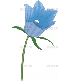 HAREBELL