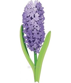 HYACINTH