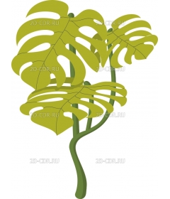 MONSTERA