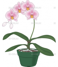 ORCHID2