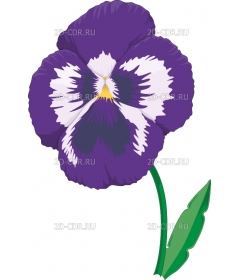 PANSY