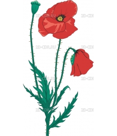 REDPOPPY