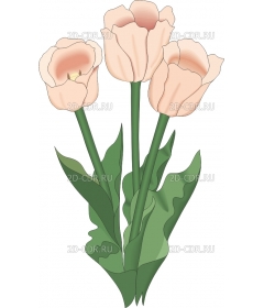 TULIP