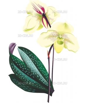 Орхидея (1)