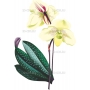 Векторный клипарт «Орхидея (1)»