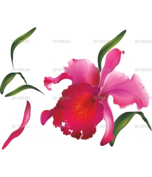 Орхидея (2)