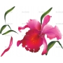 Векторный клипарт «Орхидея (2)»
