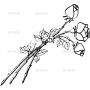 Векторный клипарт «Цветы (268)»
