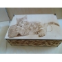 Векторный файл Коробка с кошкой для лазерной резки