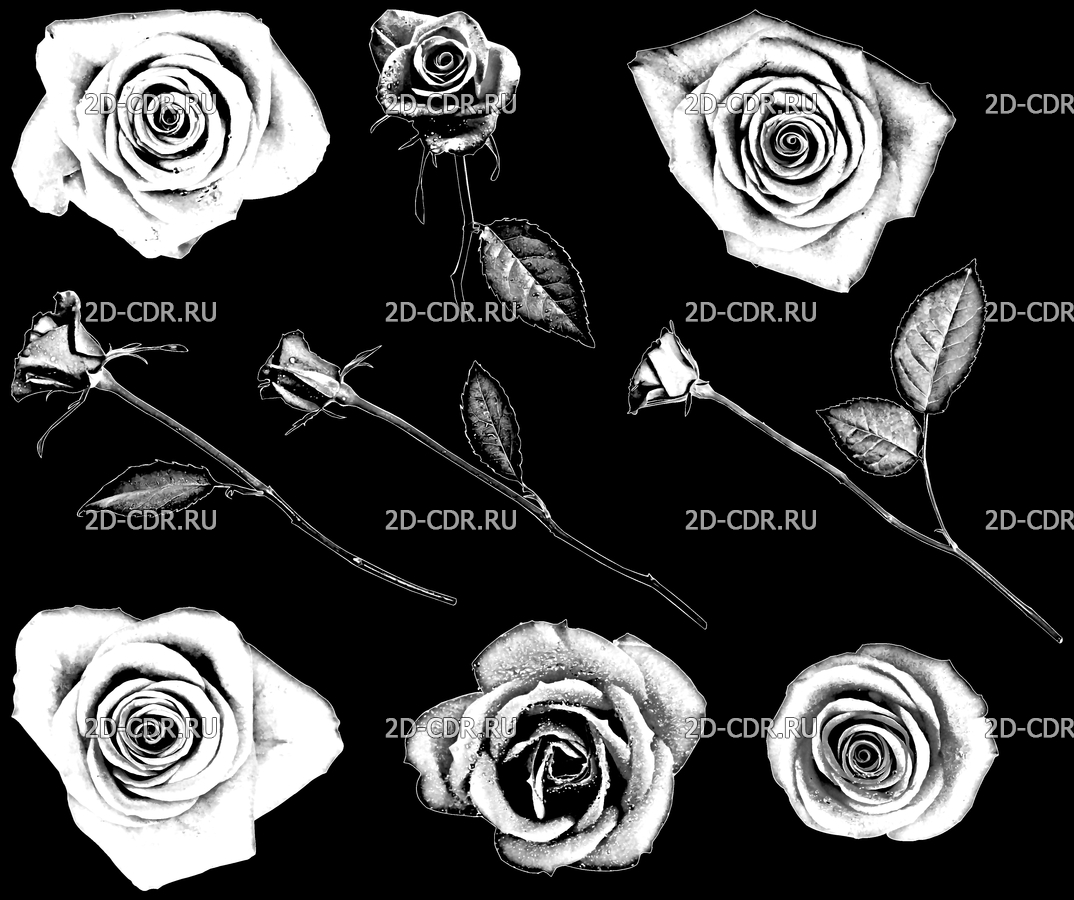 Рисунки роз для гравировки