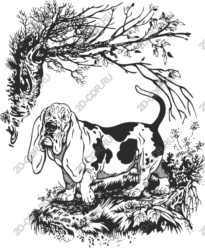 Basset hound vector image - design inspired by nature