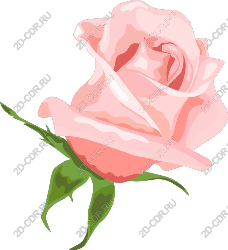 Pink rose vector image - elegant floral design in SVG and PNG