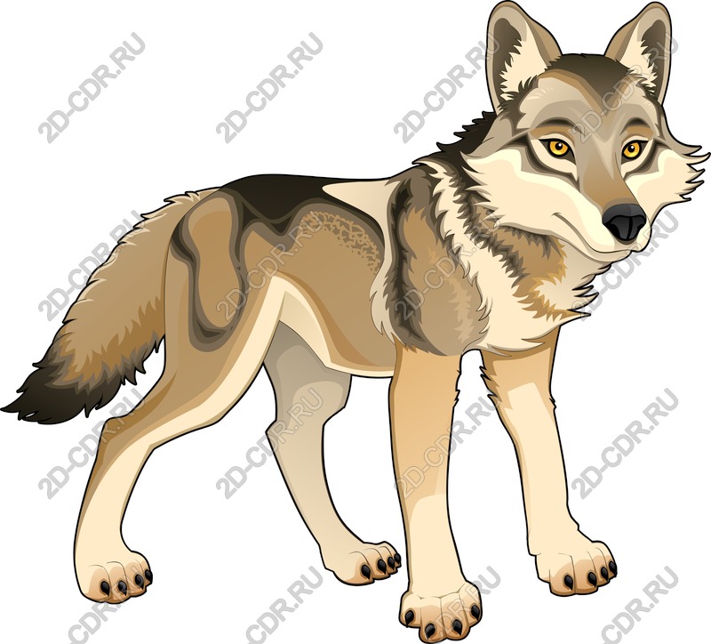 Vector illustration of a majestic wolf design inspired by nature