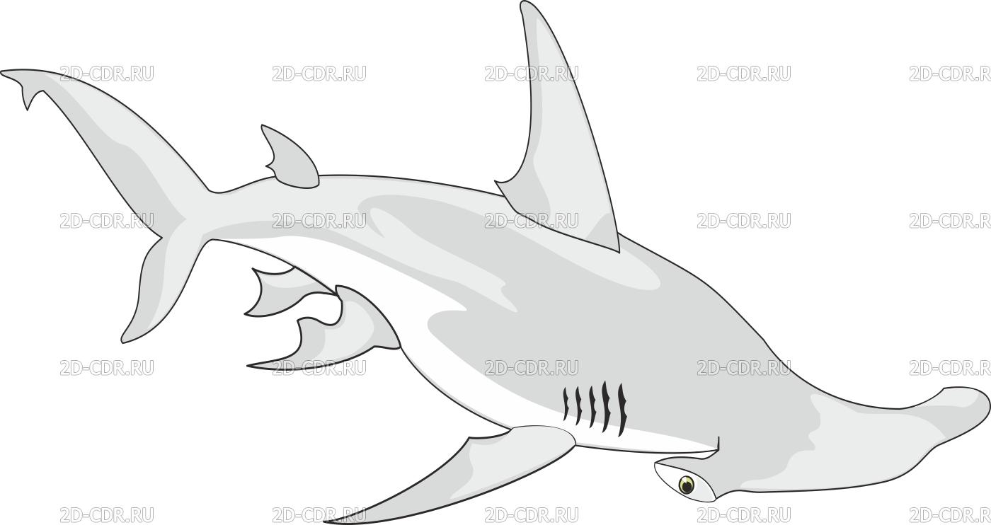 Акула рисунок на белом фоне