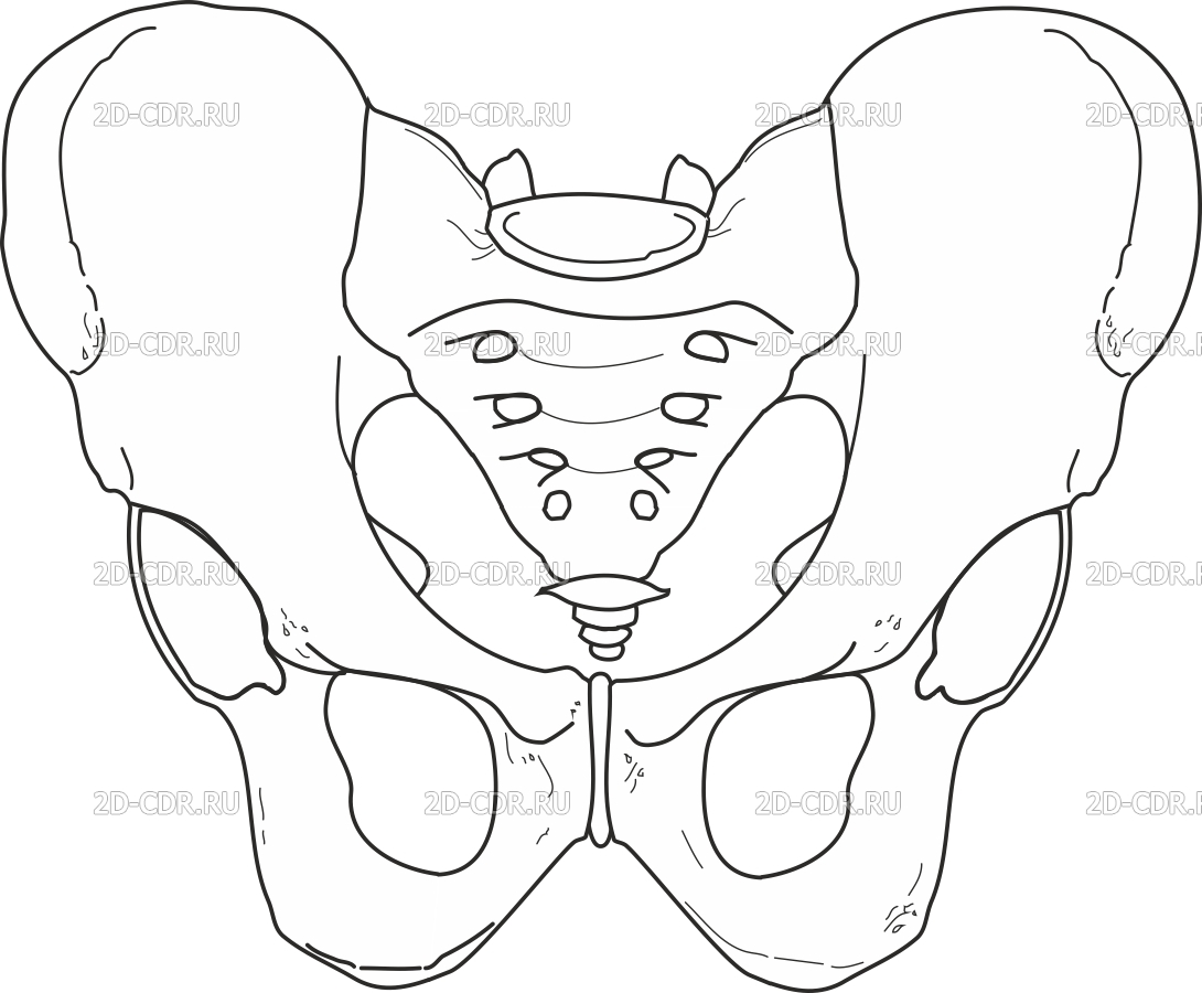 Изменения костей таза. Кости женского таза анатомия. Тазовая кость схематически. Схема тазовой кости. Скелет человека тазовые кости.