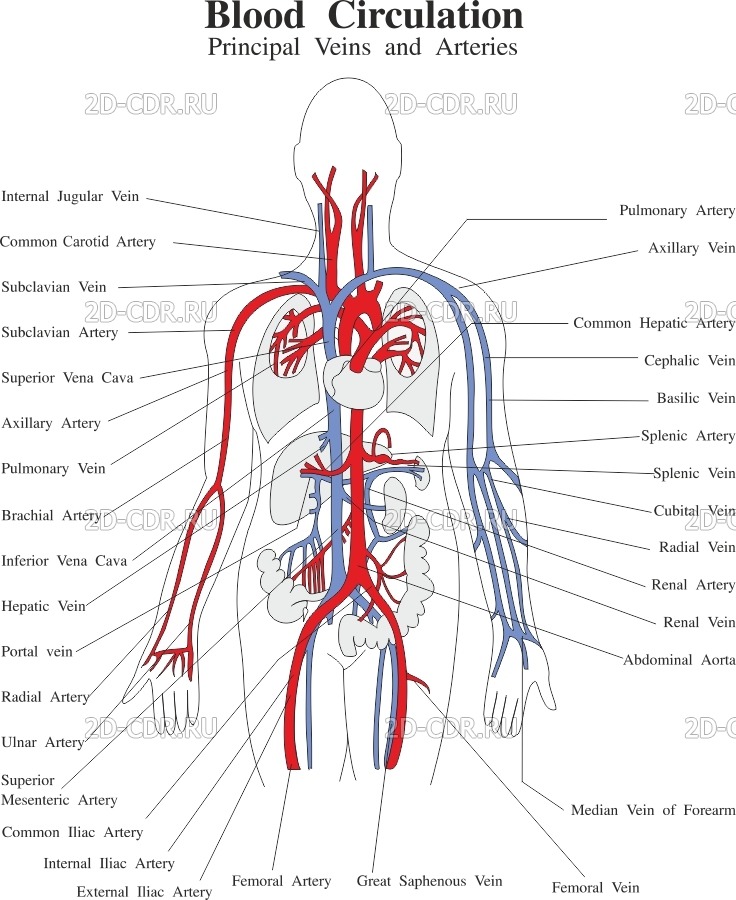 Кровеносные сосуды отходящие от сердца. Кровеносная система человека на английском языке. Сердечно-сосудистая система человека. Сердечно-сосудистая система человека анатомия. Сосудистая система человека схема.