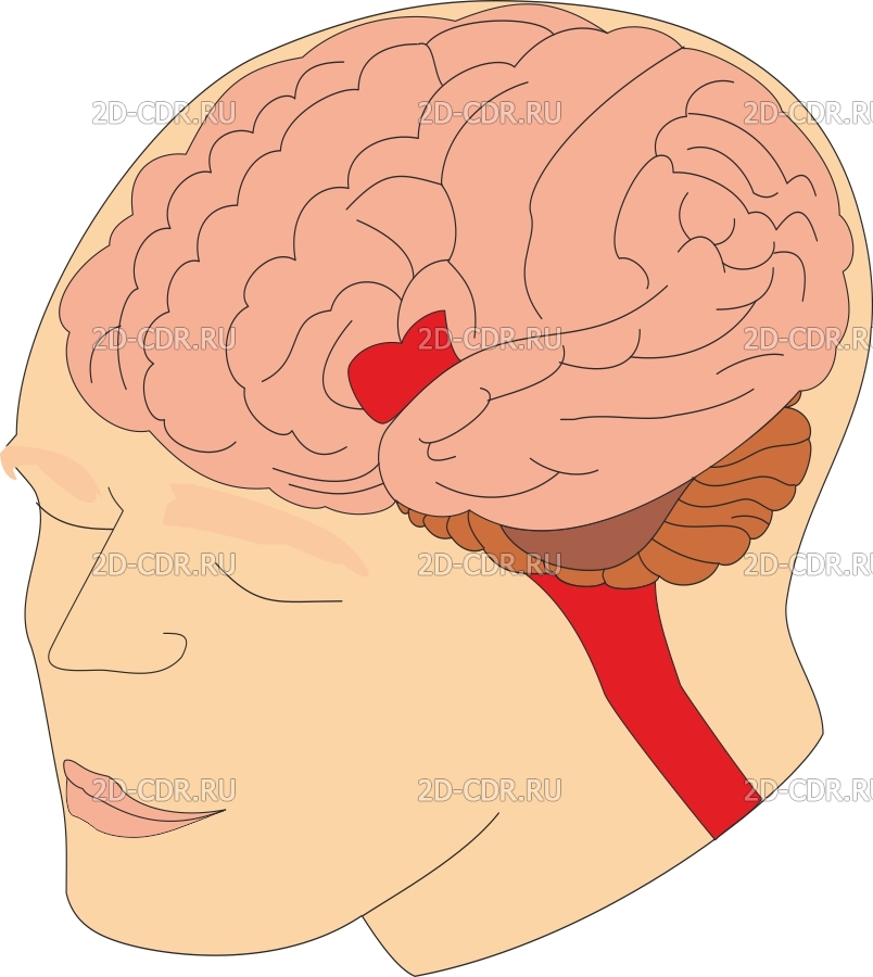 Brain 2 12. Мозг вектор. Мозг 2d. Second Brain. Dr two Brains.