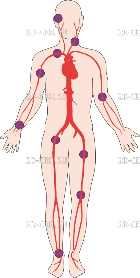 Места выслушивания пульса рисунок - 98 фото