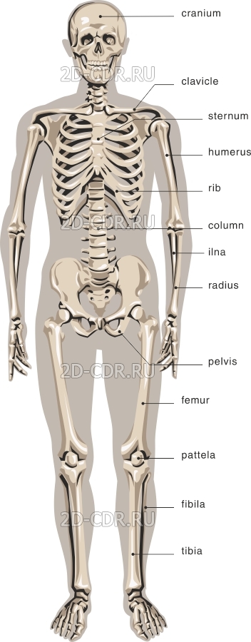 Кости скелета человека фото с описанием. Система скелета человека. Скелет тела человека. Строение человеческого тела скелет. Костная структура человека.