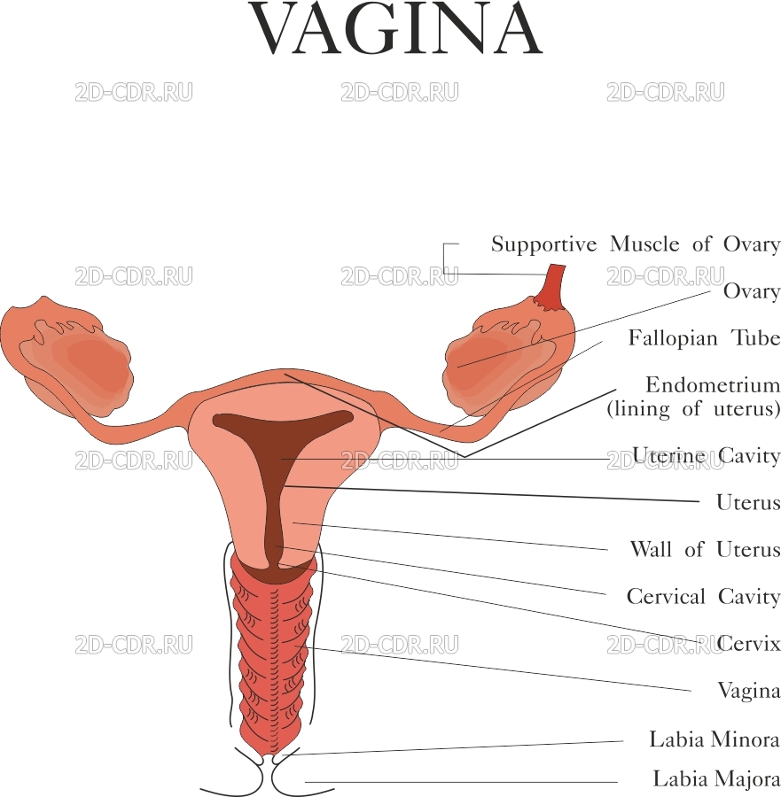 Vagina Skachat